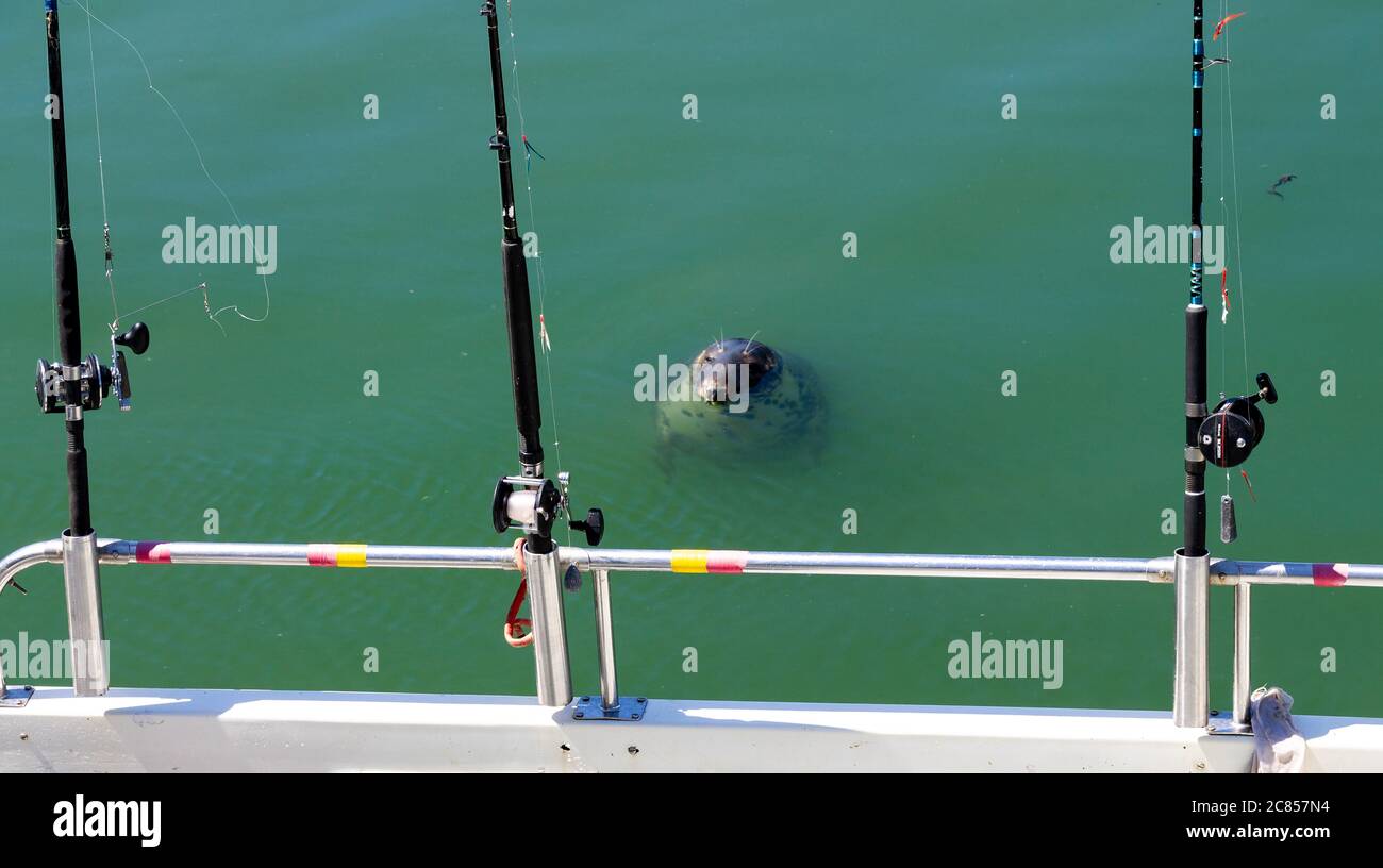 Halichoerus grypus Grey Seal with sea angling fishing rods Stock Photo