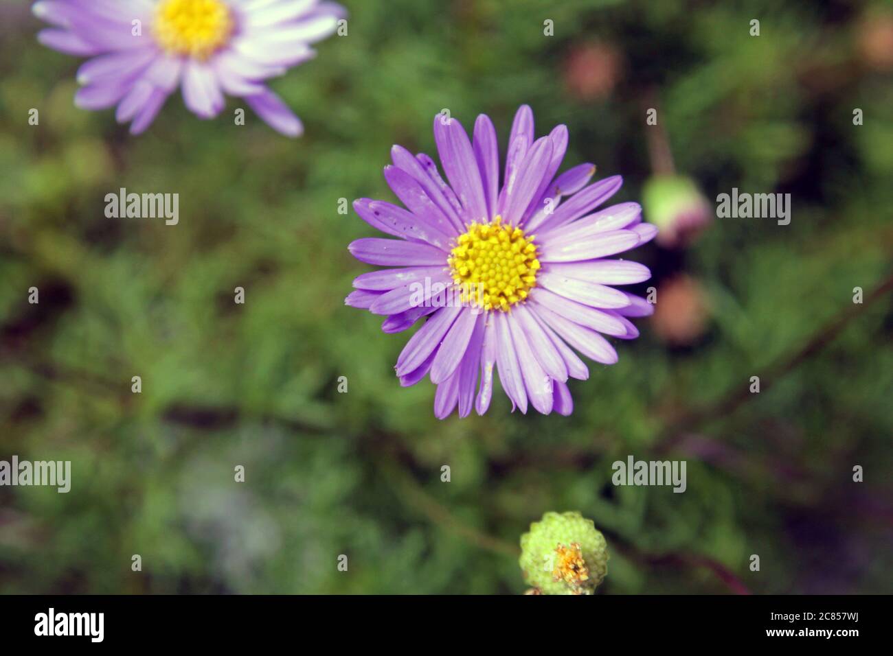 A close up of a European Michaelmas daisy Aster amellus Stock Photo