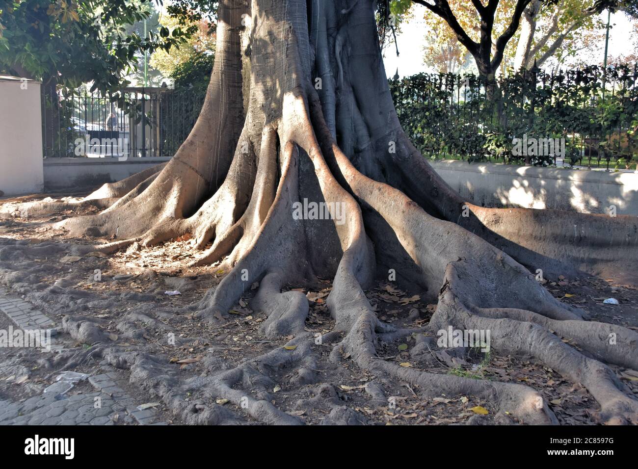 Old tree with unusual trunk and roots Stock Photo - Alamy