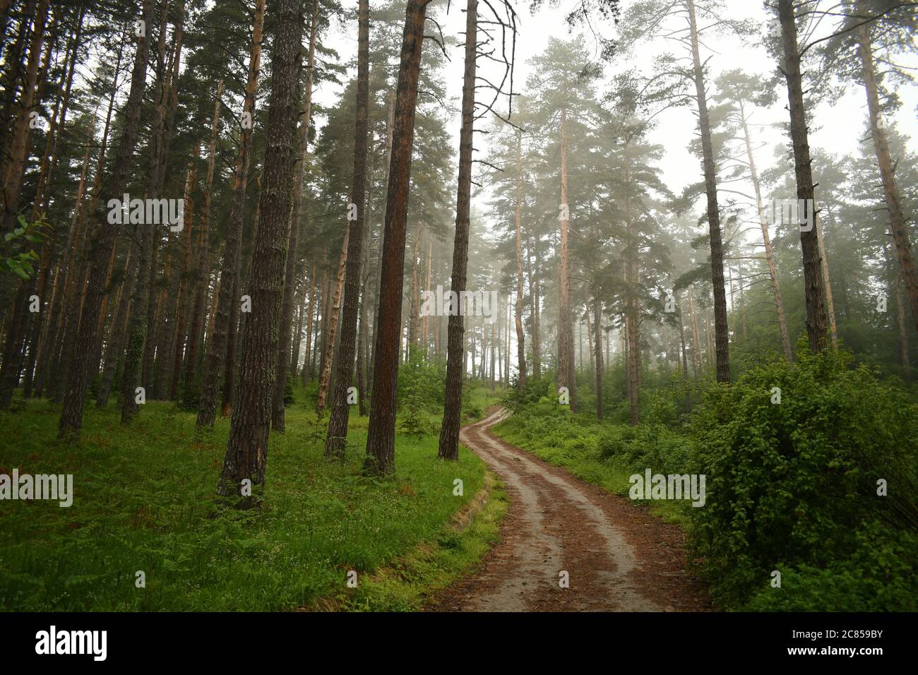 Mesmerizing scenery of the tall trees in the forest under a cloudy sky ...