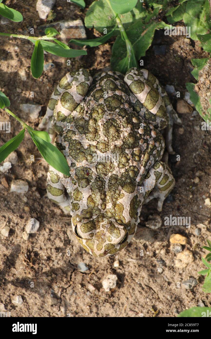 green toad upon the ground Stock Photo