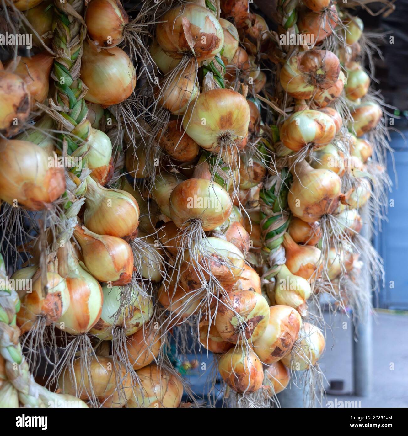Hanging onion bulbs are tied in a bunch. The process of drying freshly