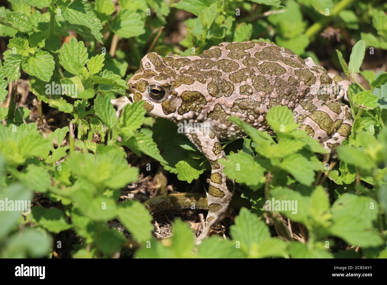 A green toad upon the ground Stock Photo