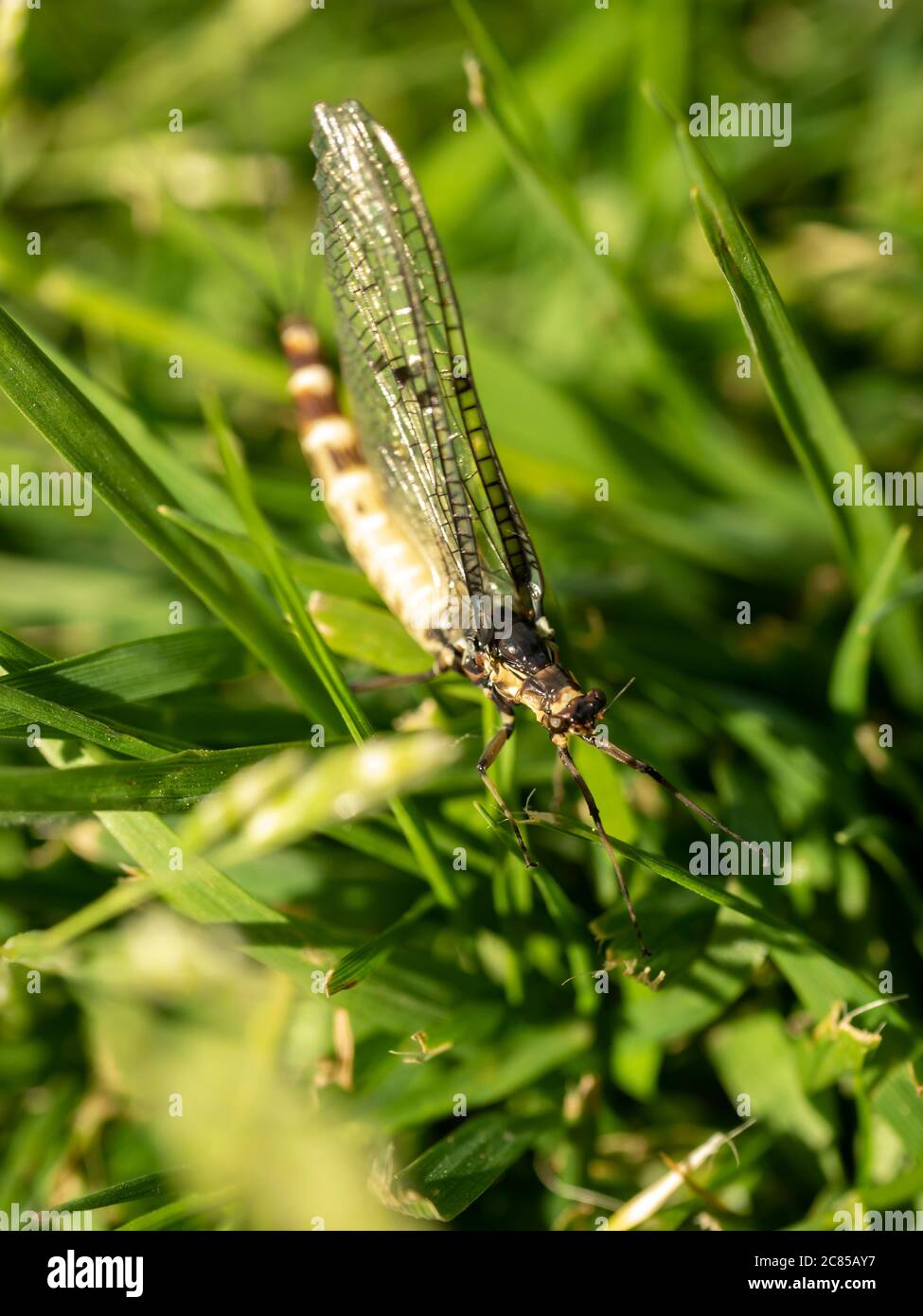 Mayfly Ephemeroptera Stock Photo
