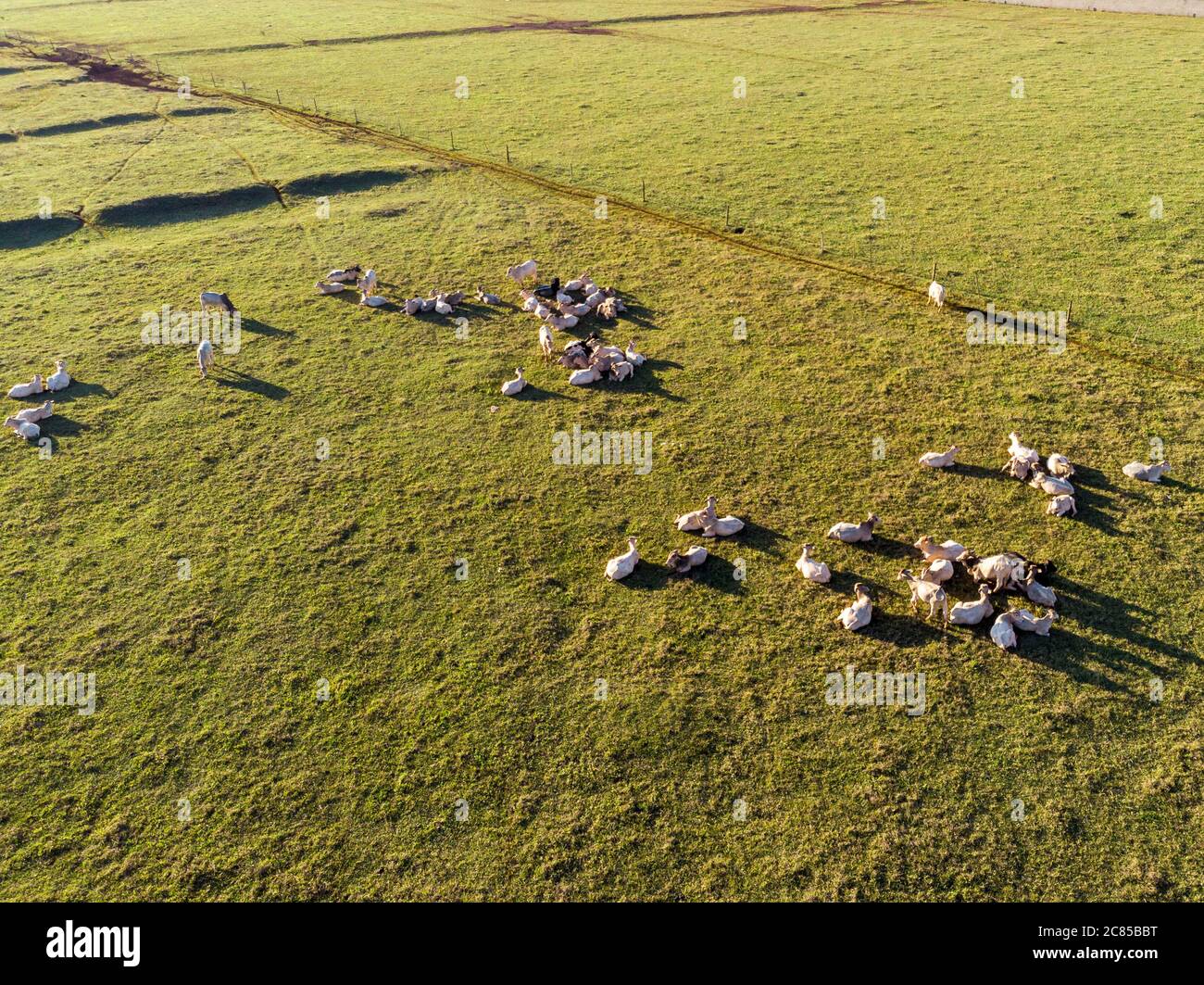 Aerial view angus cattle hi-res stock photography and images - Alamy