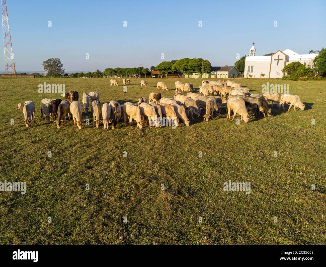 Aerial view herd nelore cattle hi-res stock photography and images - Alamy