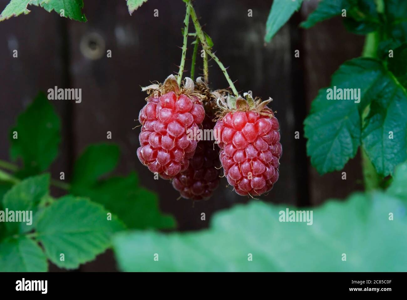 fruits of tayberries in close up - three ripe red fruits on a blurred background Stock Photo