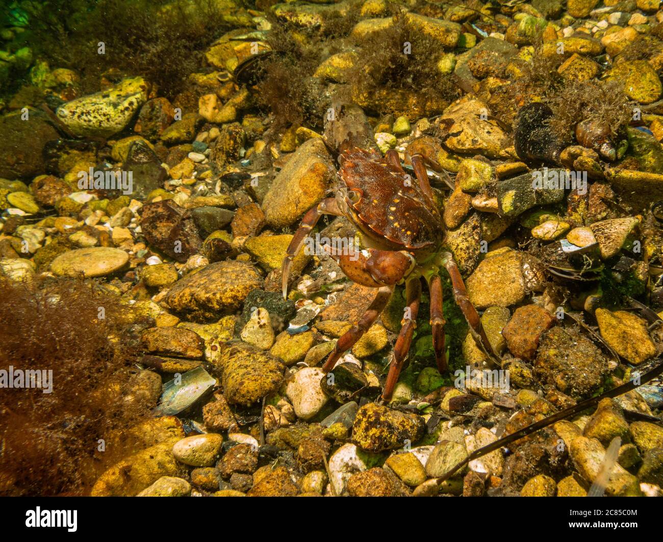 A closeup picture of a crab underwater. Picture from Oresund, Malmo in southern Sweden. Stock Photo