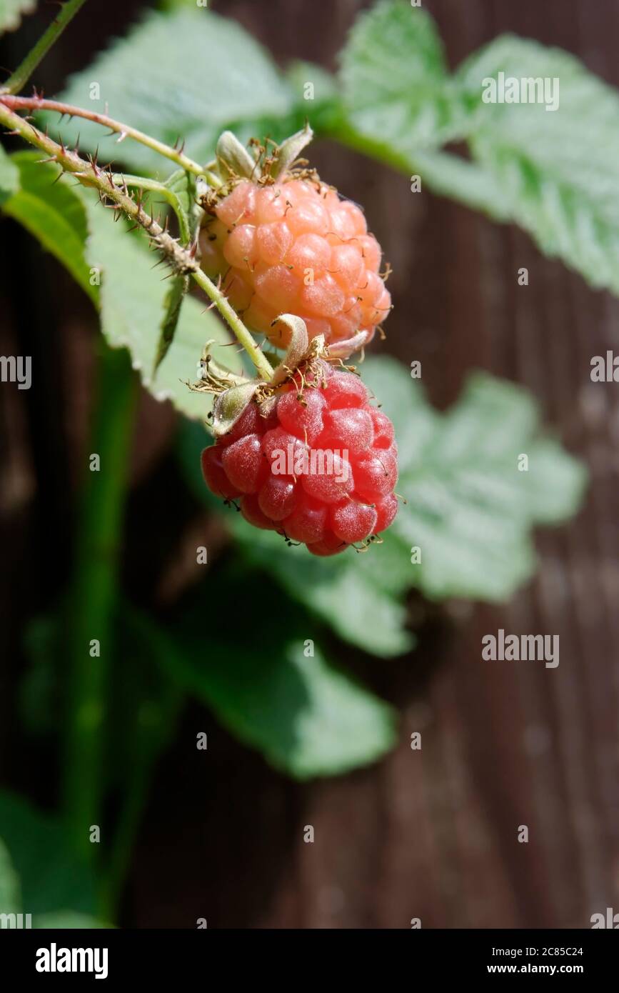 small tayberries fruits on a twig - fruits ripening in the sun close up Stock Photo