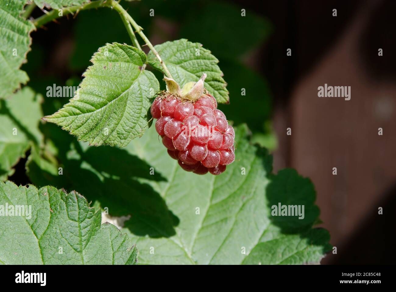 tayberry in the sun - close-up of the fruit on the background of leaves Stock Photo