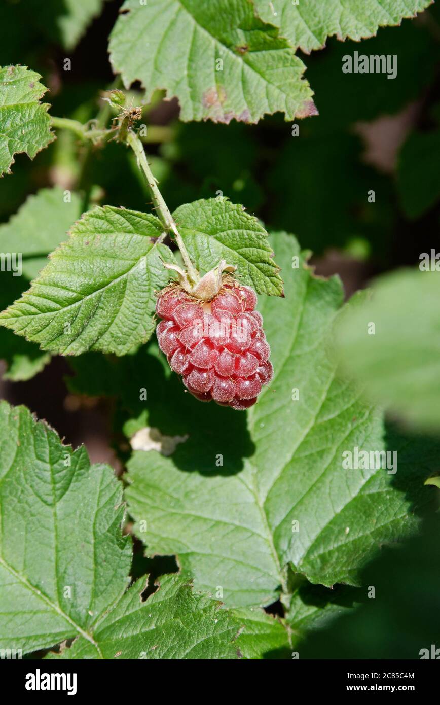 tayberry on a stalk - close-up of small ripe red fruit in the sun Stock Photo