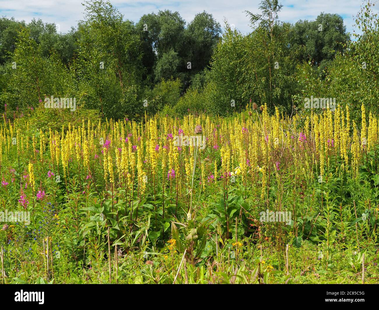 Abundant wild flowers in summer at Barlow Common Nature Reserve, North Yorkshire, England Stock Photo