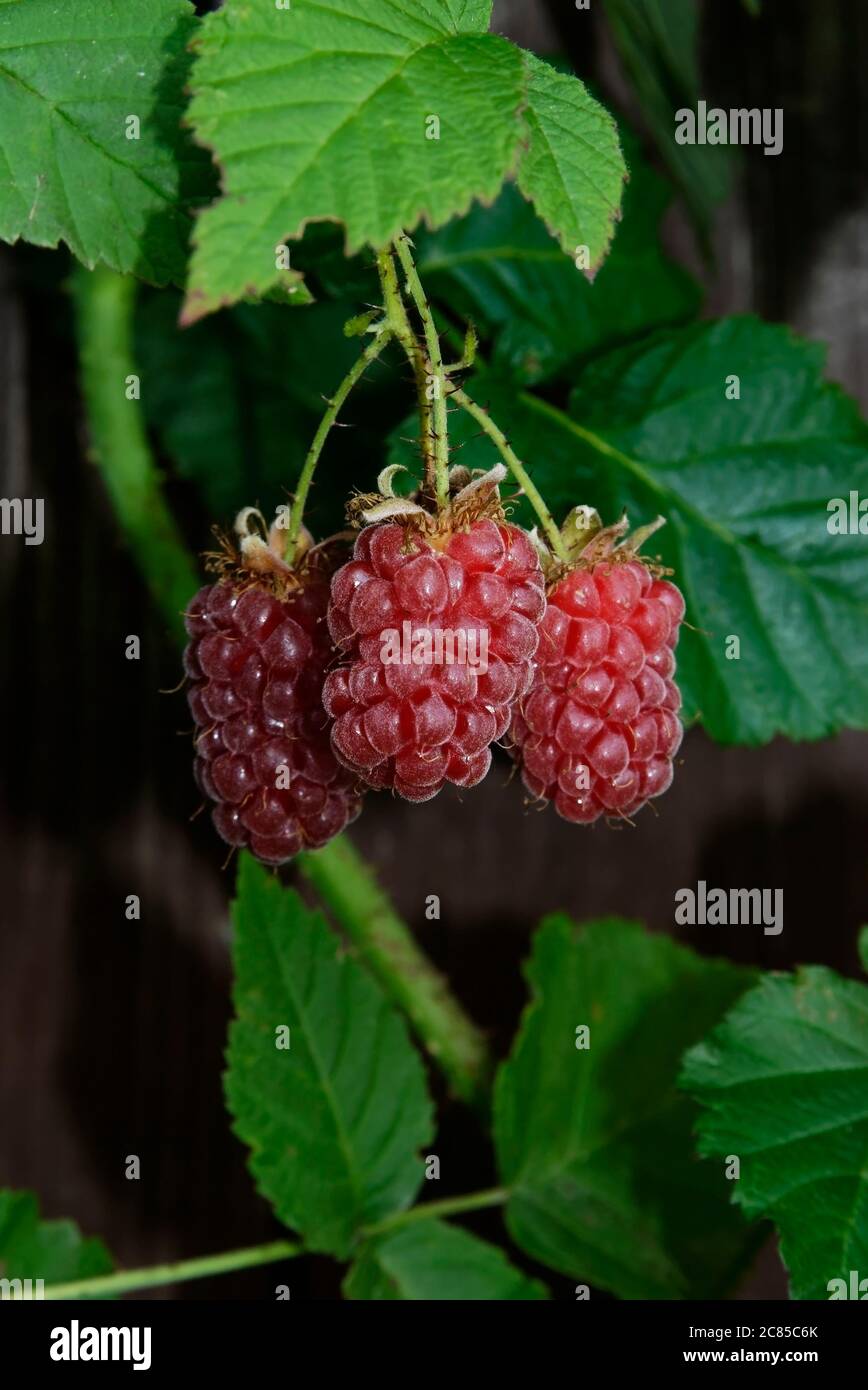 three tayberries in close up - red ripe fruit on the stem Stock Photo