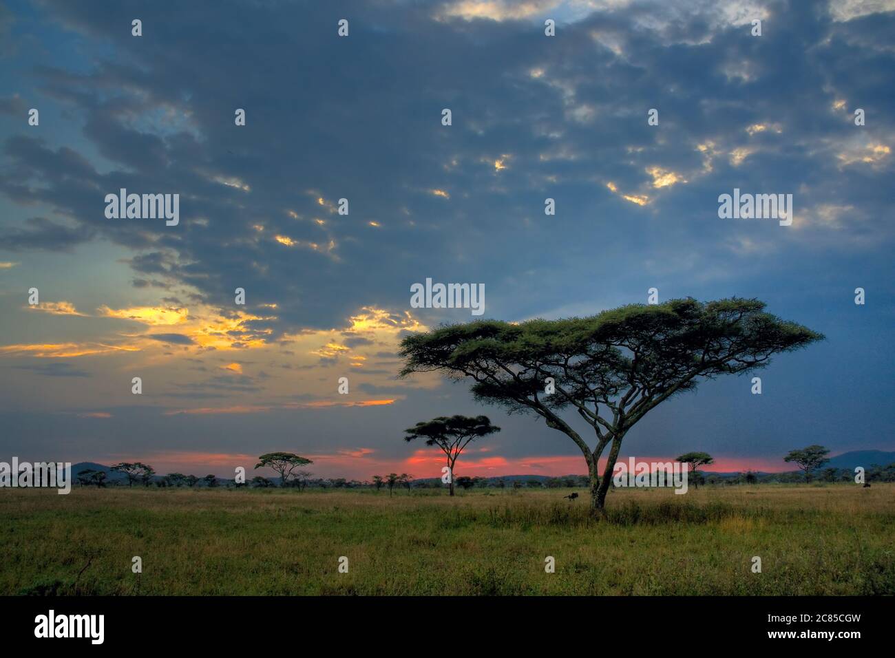 Indigenous tree zimbabwe hires stock photography and images Alamy