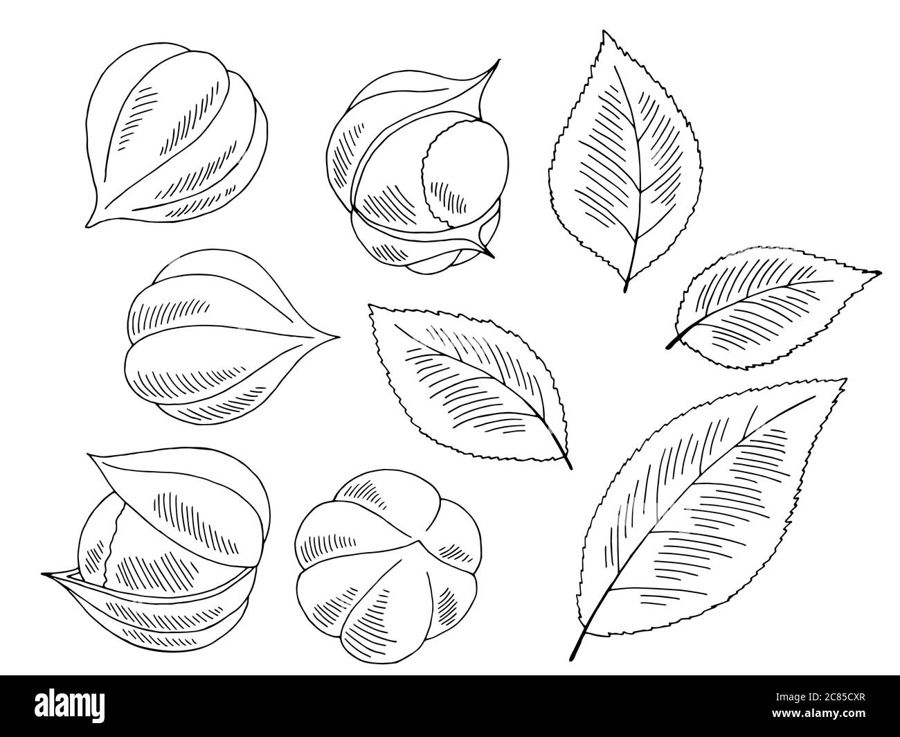 Guarana fruit graphic black white isolated sketch illustration vector Stock Vector