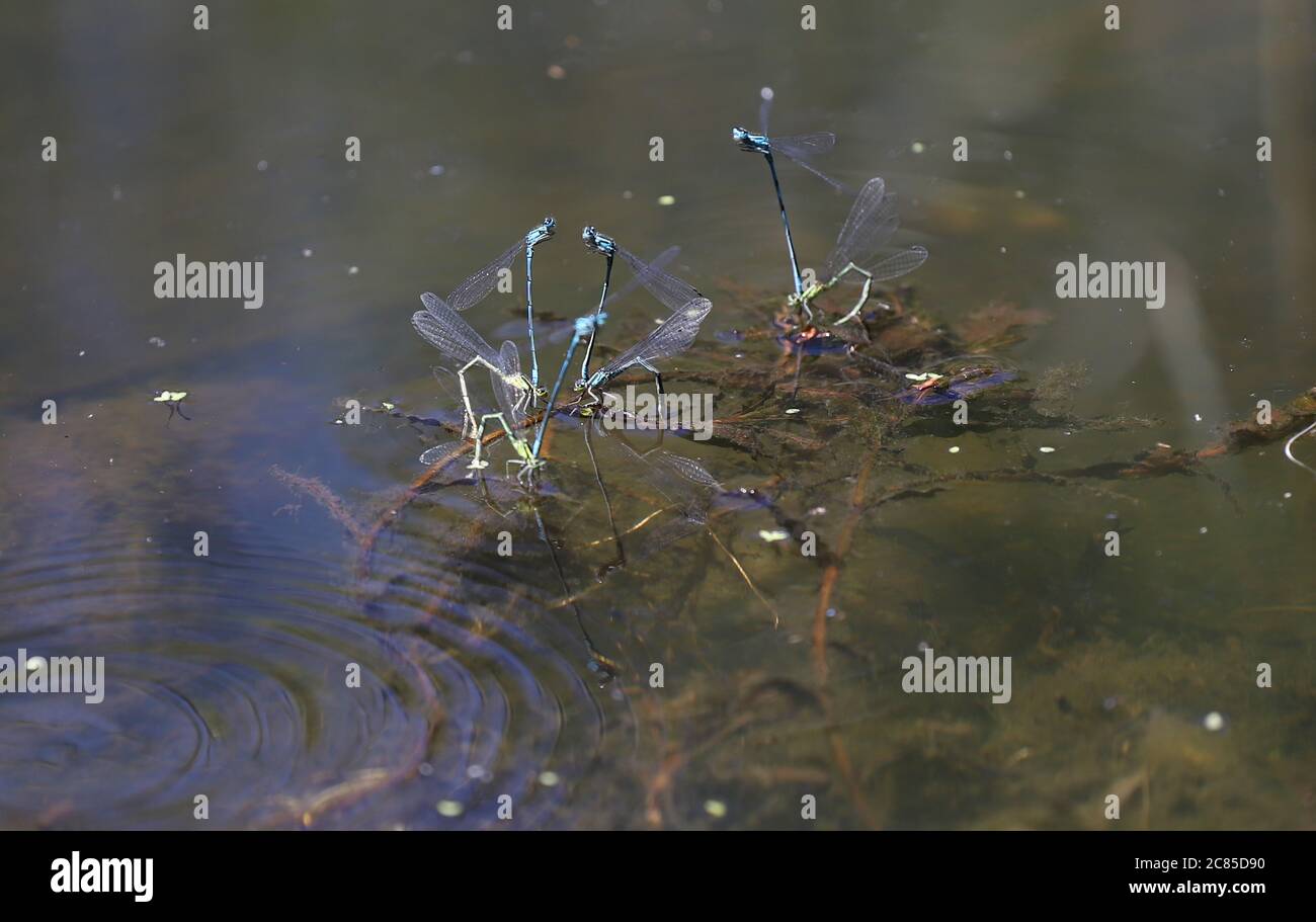 Close-up of couples of dragonflies making shapes during mating, near water. Stock Photo