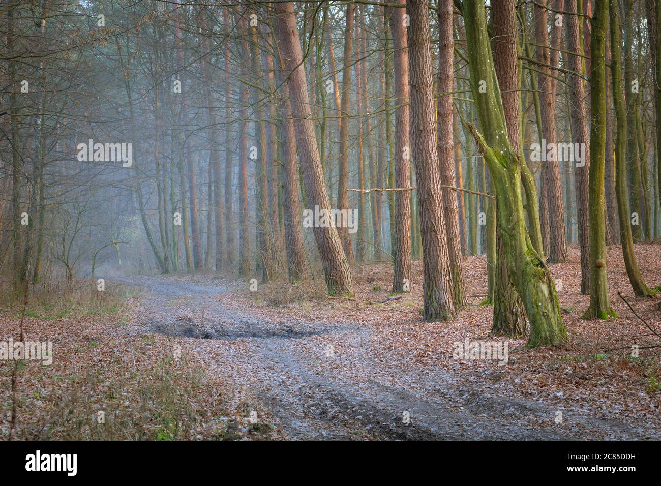 Misty autumn forest and tree trunks, cold day view Stock Photo