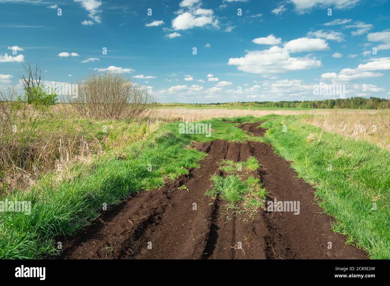 Brown peat road to the forest, horizon and white clouds on blue sky, spring view Stock Photo