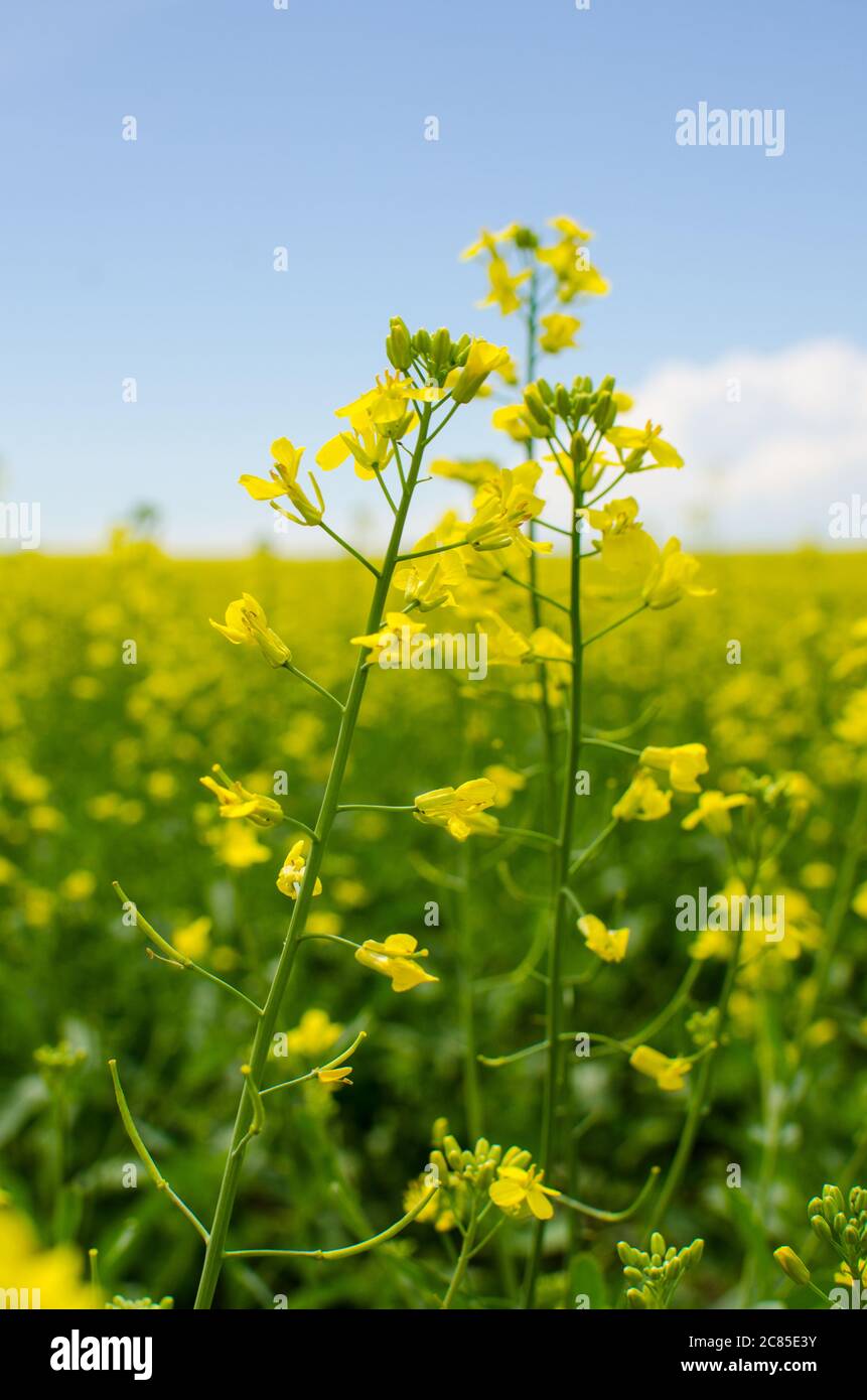 Vibrant yellow canola flower in full bloom in rural Manitoba - close up Stock Photo