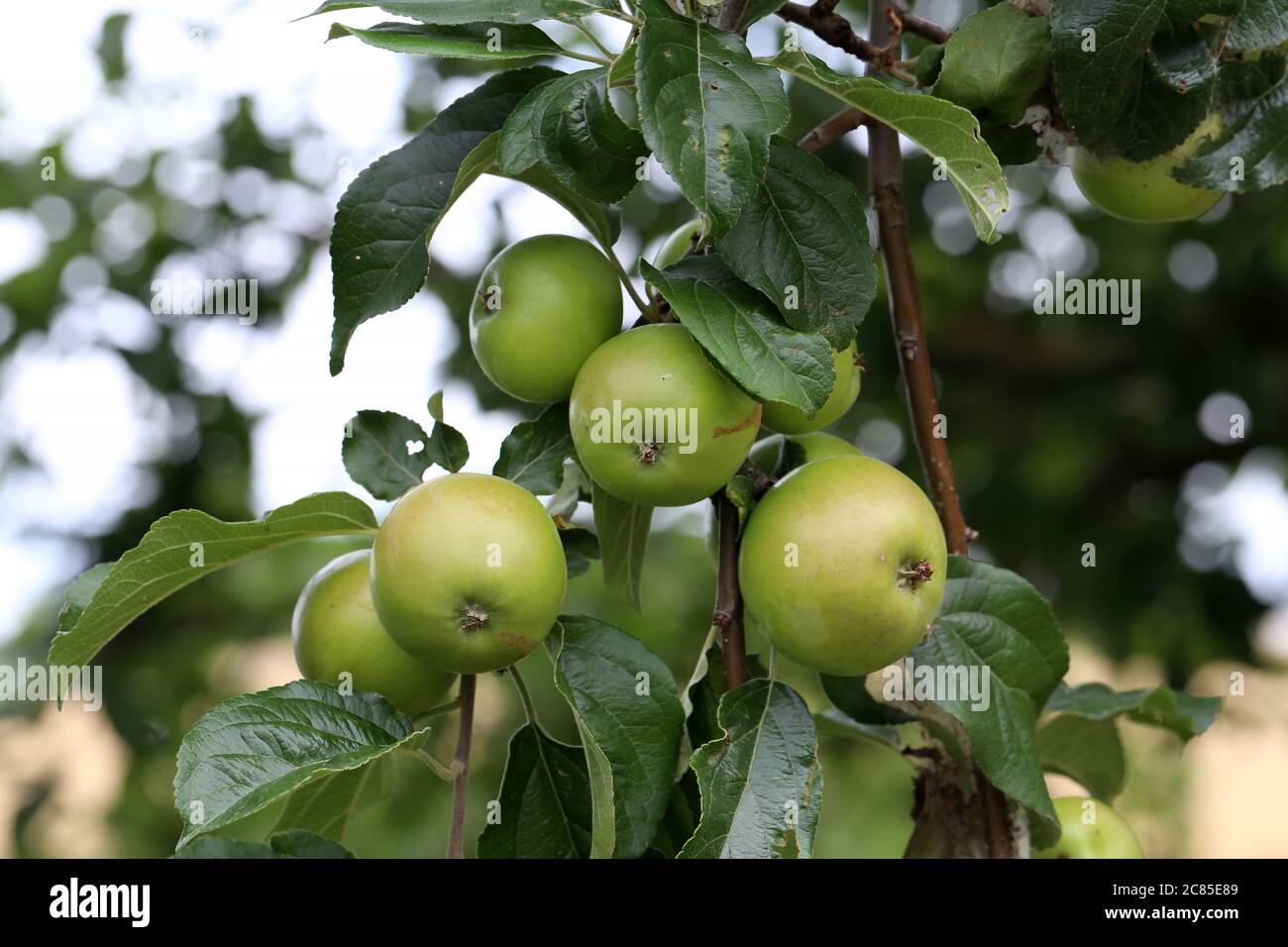 Green apples ripen on tree branches in Summer Stock Photo - Alamy