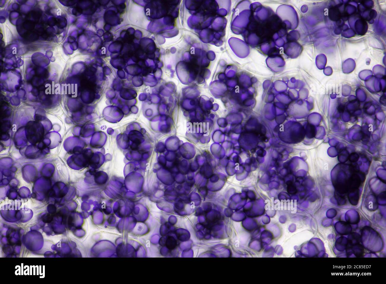 Microscopic view of a potato starch in potato tuber cells. Iodine stain. Brightfield illumination. Stock Photo