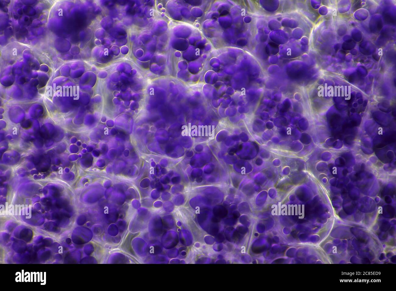 Microscopic view of a potato starch in potato tuber cells. Iodine stain. Darkfield illumination. Stock Photo