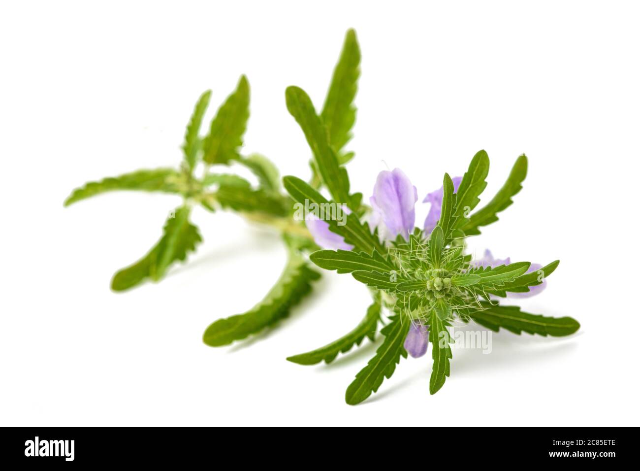 moldavian dragonhead plant isolated on white background Stock Photo