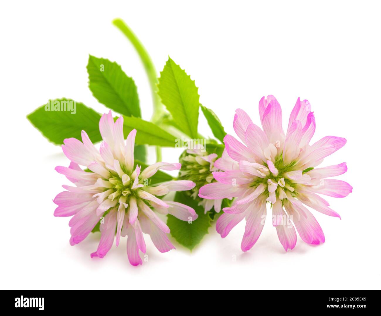 Trifolium resupinatum (reversed clover) isolated on white background Stock Photo