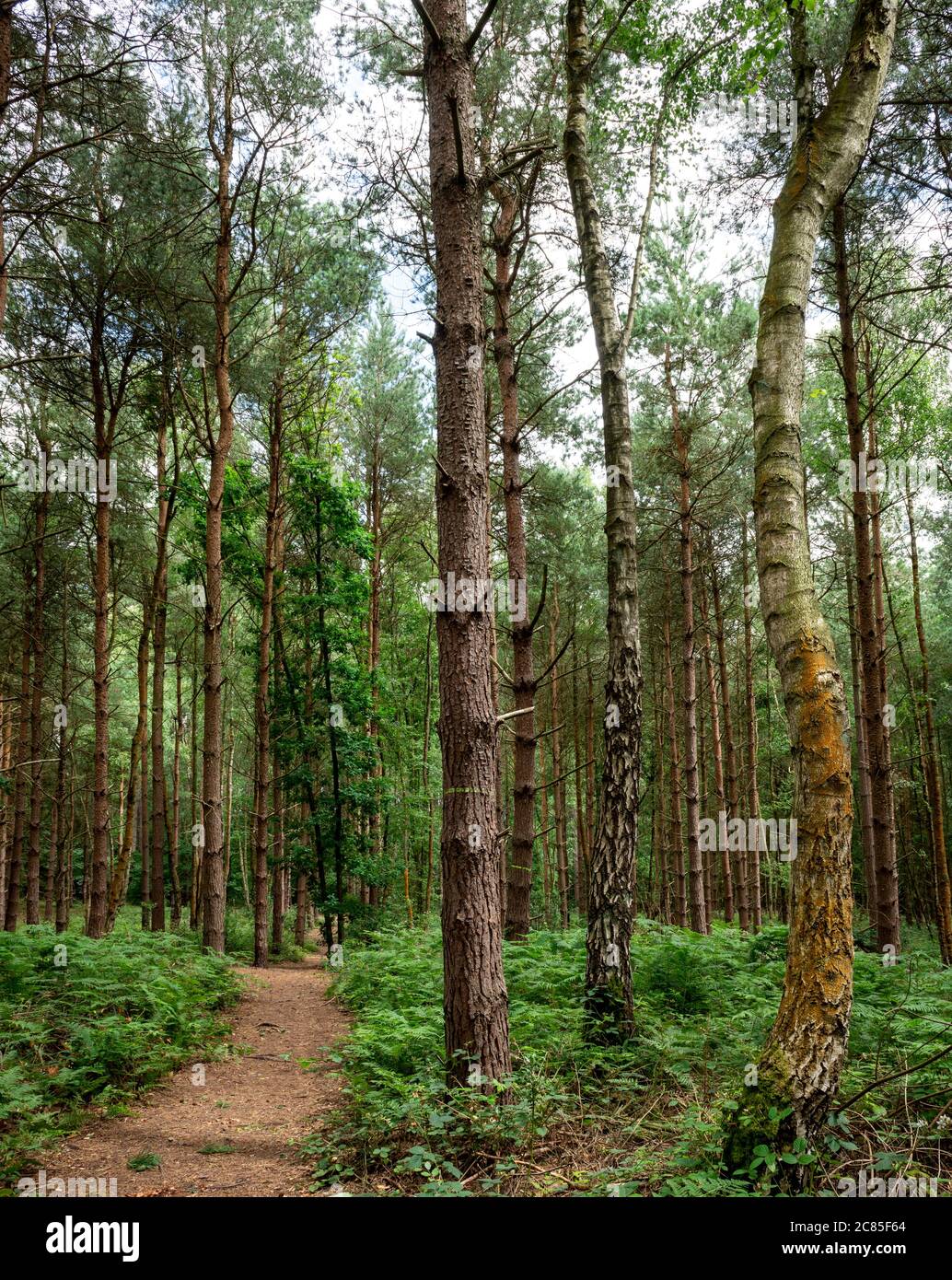 Woodland Path Blidworth Woodsnottinghamshireenglanduk Stock Photo