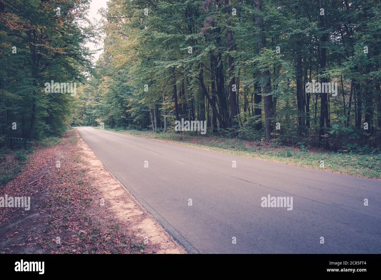 Straight asphalt road through colorful forest Stock Photo - Alamy