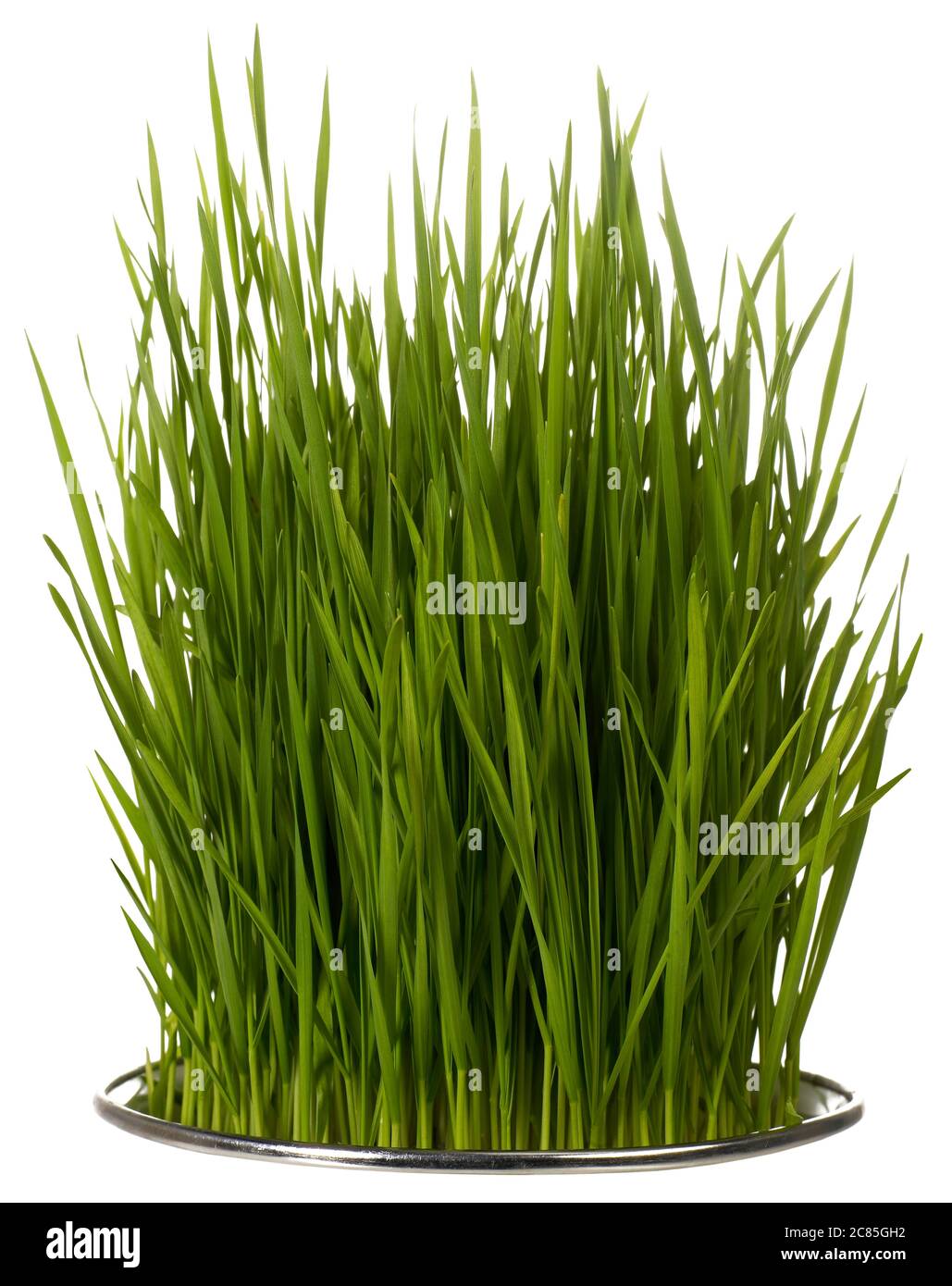 Blade of grass isolated Stock Photo Alamy