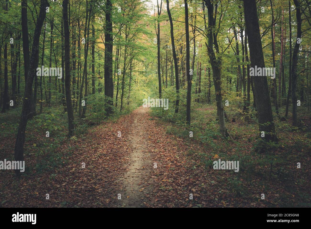 The path through the dark green forest, autumn view Stock Photo