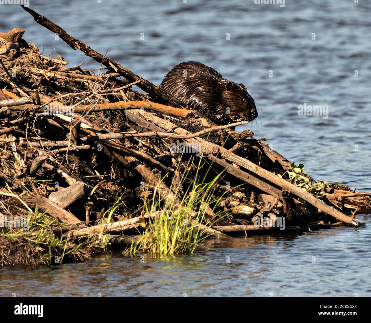 Beaver close-up profile view building a beaver lodge, displaying its brown fur, working skill  in its habitat and environment with a water background. Stock Photo