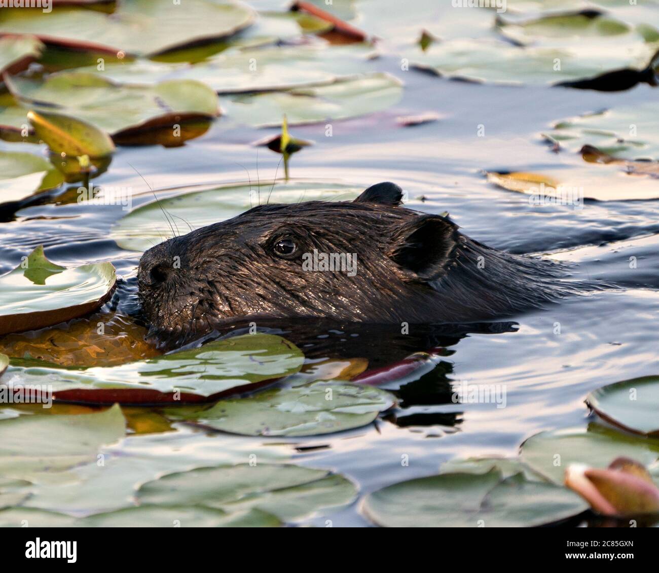 Beaver head close-up profile view in the water, eating lily pads, displaying head, nose, eyes, paws, whiskers brown fur, in its habitat . Stock Photo