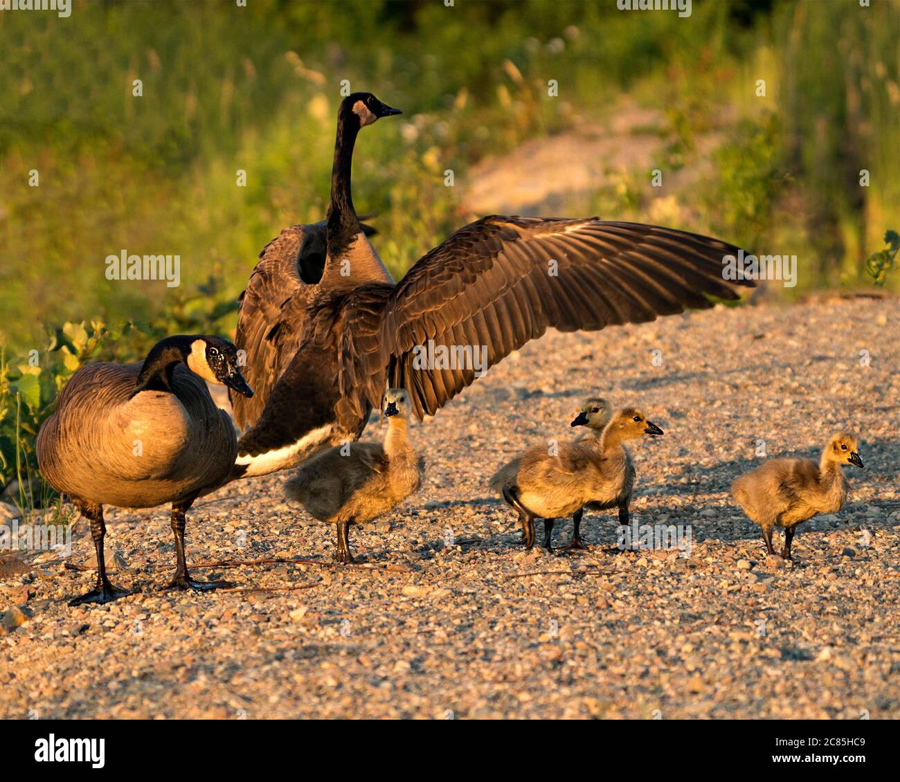 T gosling hi-res stock photography and images - Alamy