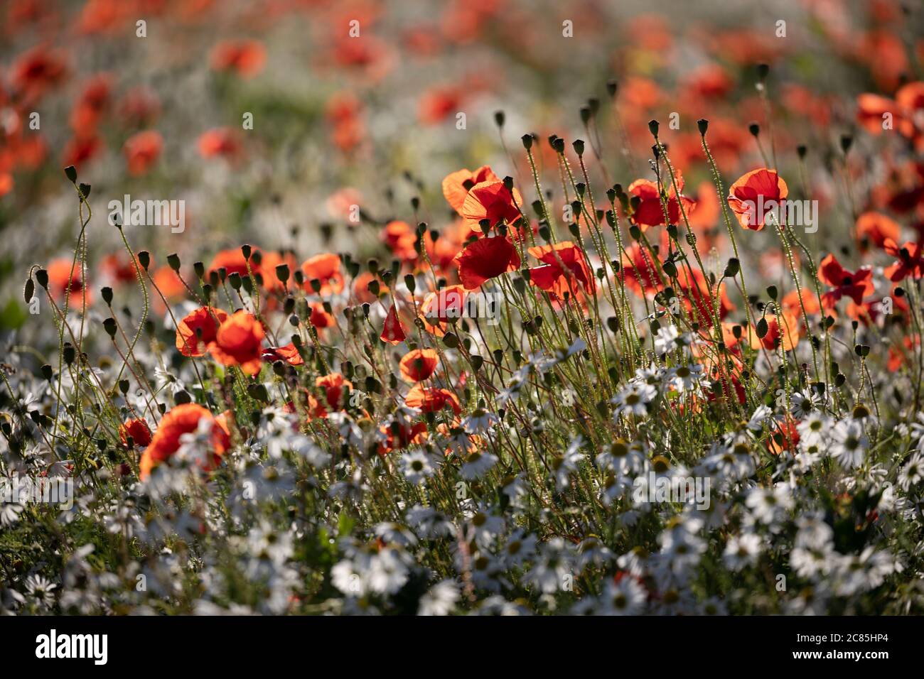 Backlit Red poppies and Mayweed growing in field at sunset, near Hungerford, West Berkshire, England, United Kingdom, Europe Stock Photo