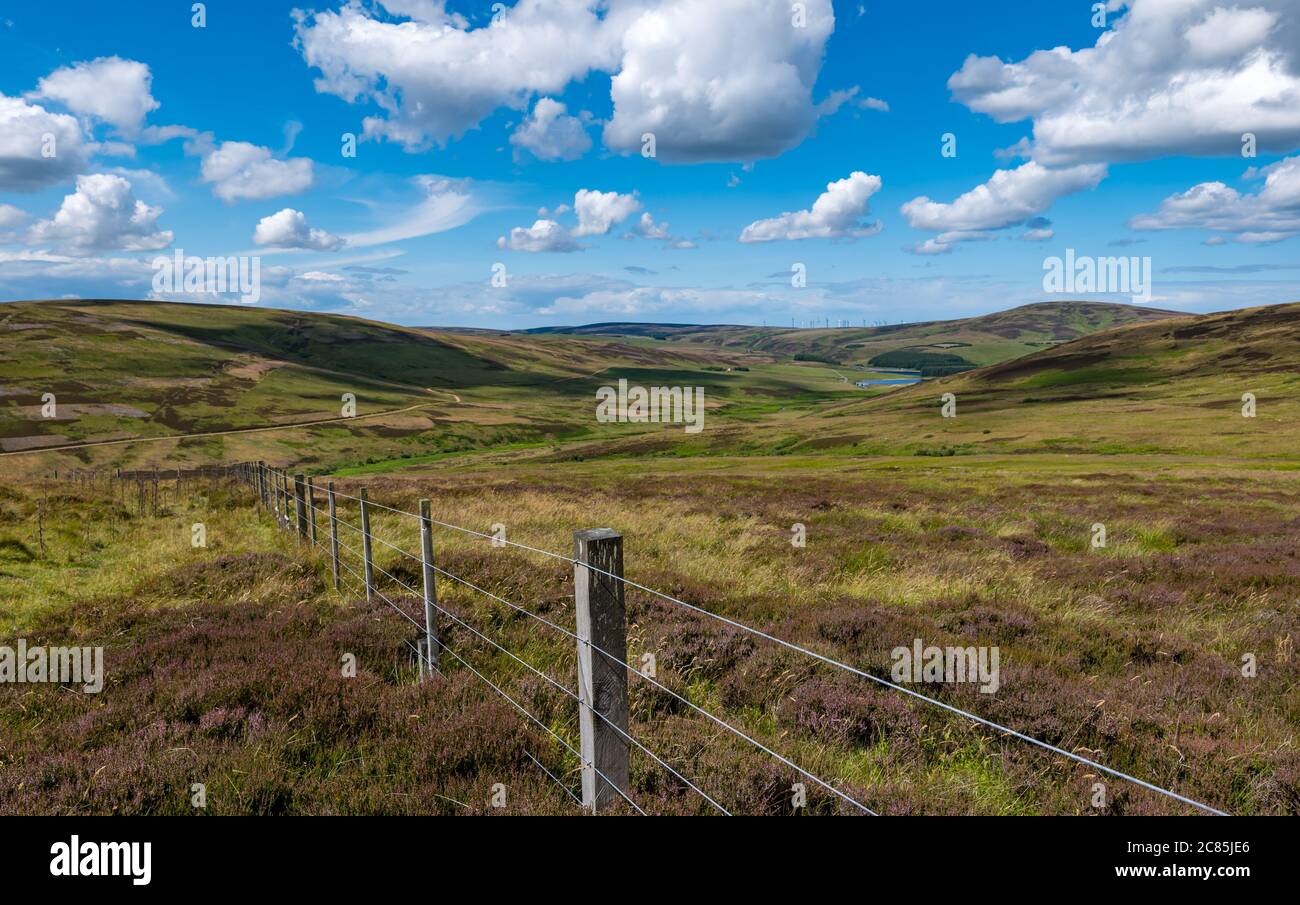 Lammermuir Hills, East Lothian, Scotland, United Kingdom, 21st July