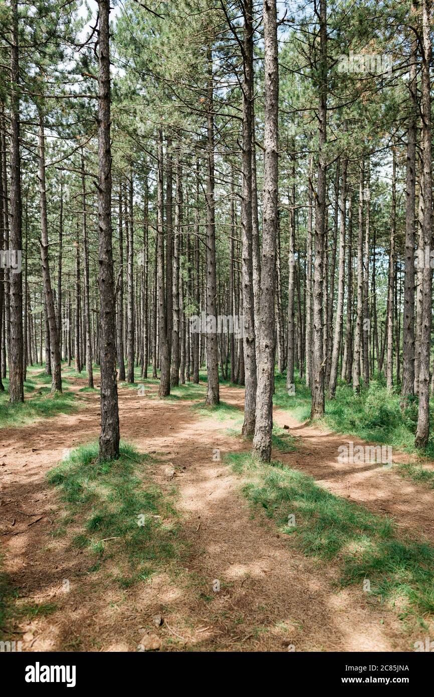 Nature pine trees hi-res stock photography and images - Alamy
