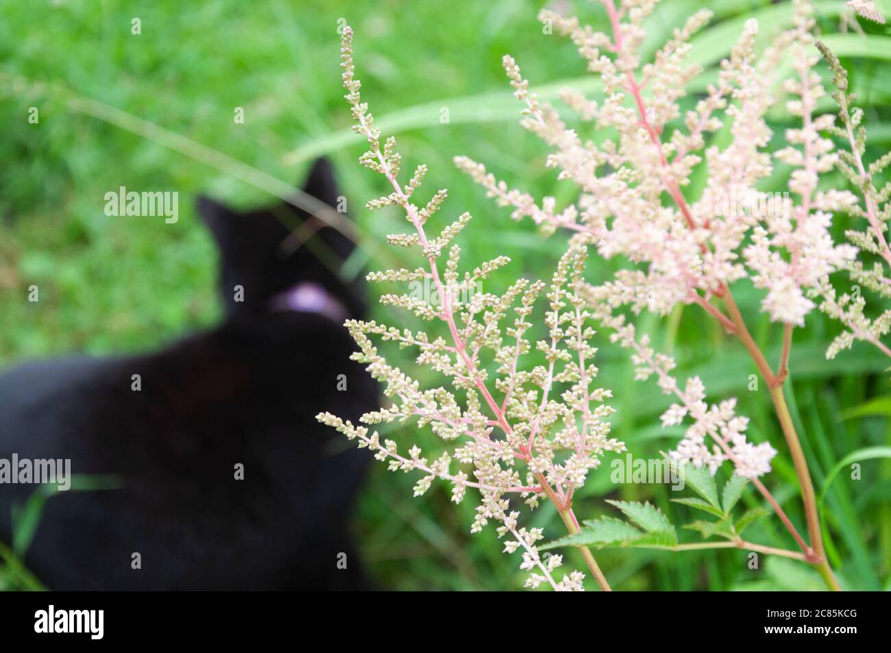 pink astilbe flower in garden on background unfocused silhouette of black cat Stock Photo
