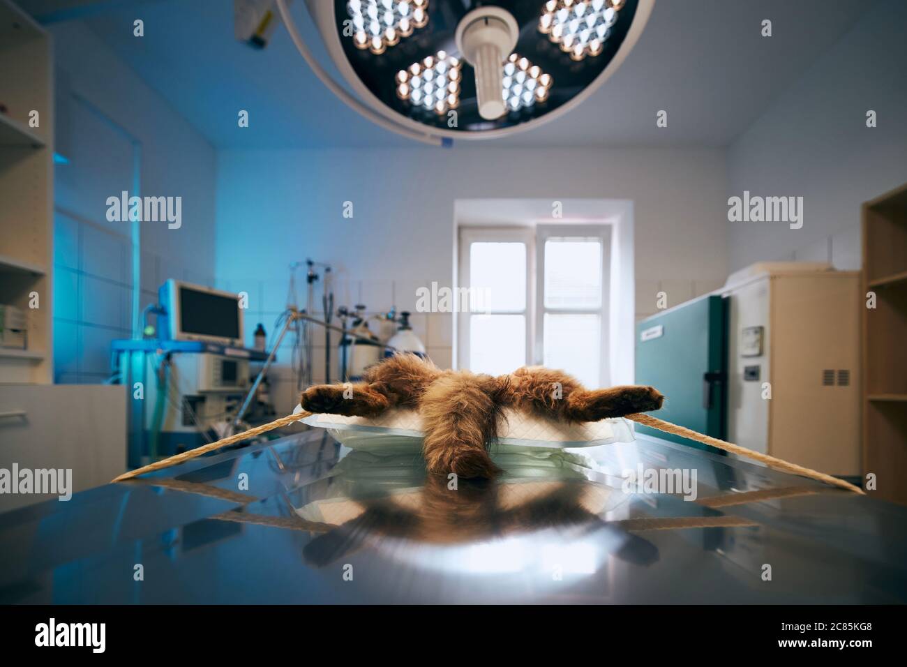 Cat lying in operating room. Surgery at animal hospital. Stock Photo
