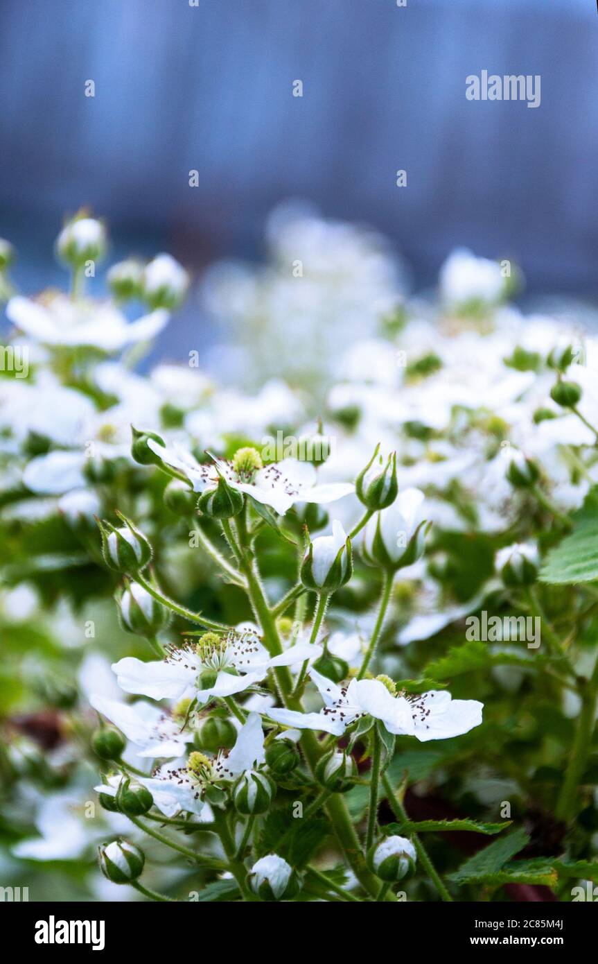 flowering BlackBerry bushes Stock Photo
