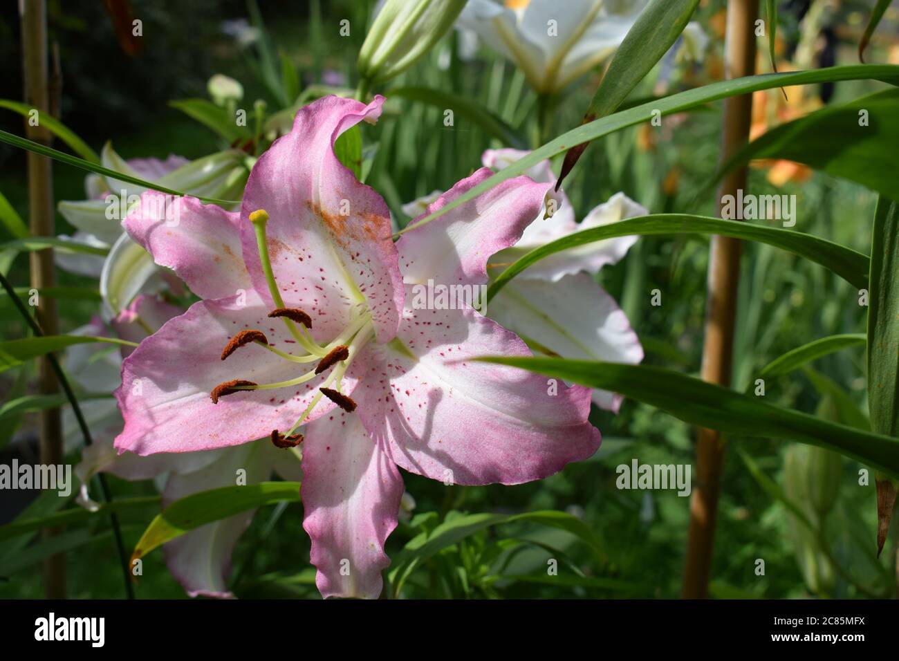 Lilium Joséphine Stock Photo