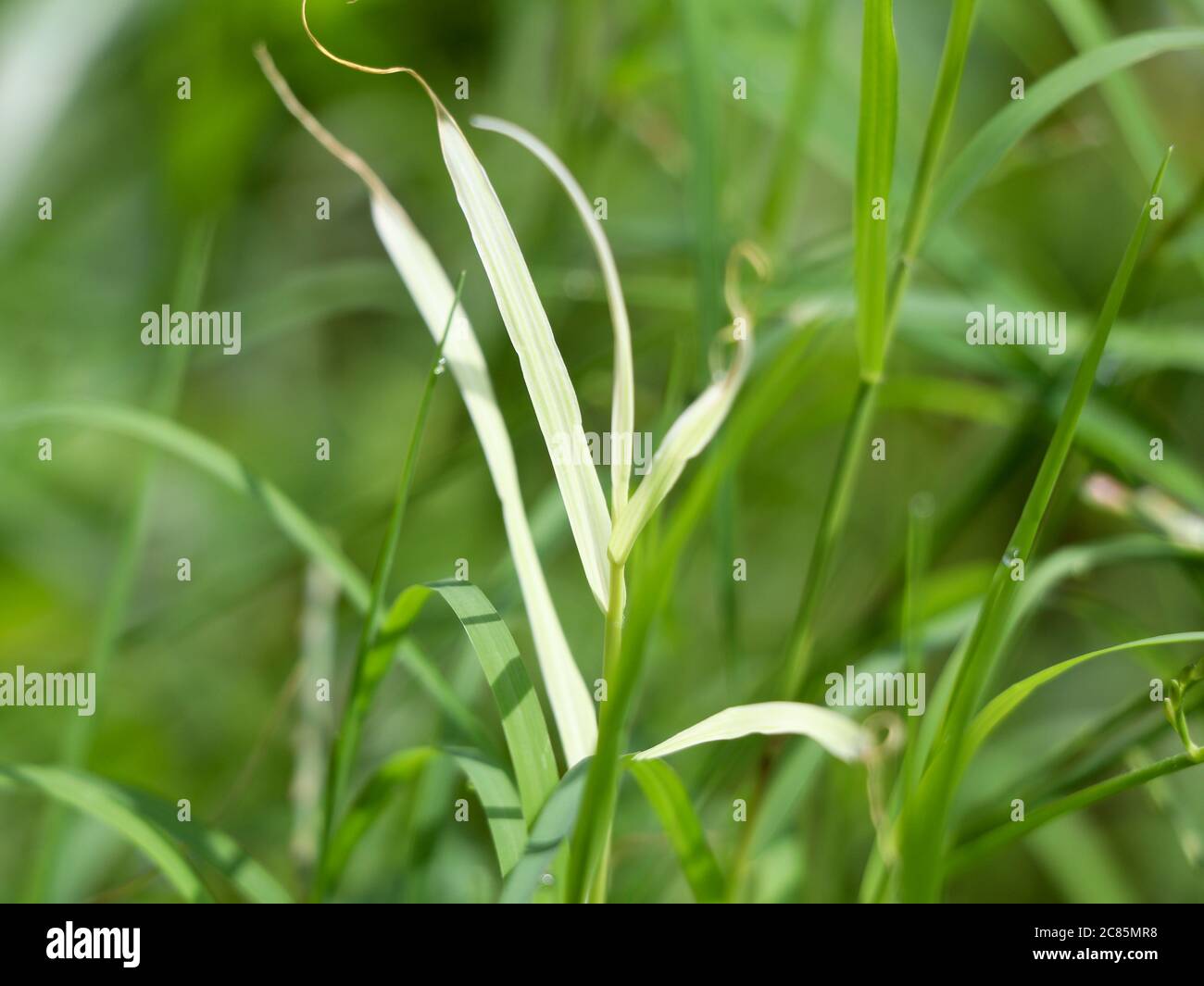 Cynodon dactylon or Bermuda grass in white and green color, Perennial Grass Stock Photo