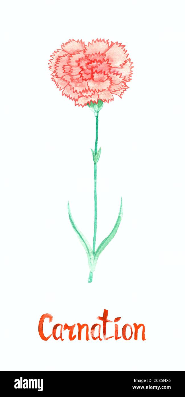 Pink carnation flower isolated on white hand painted watercolor ...