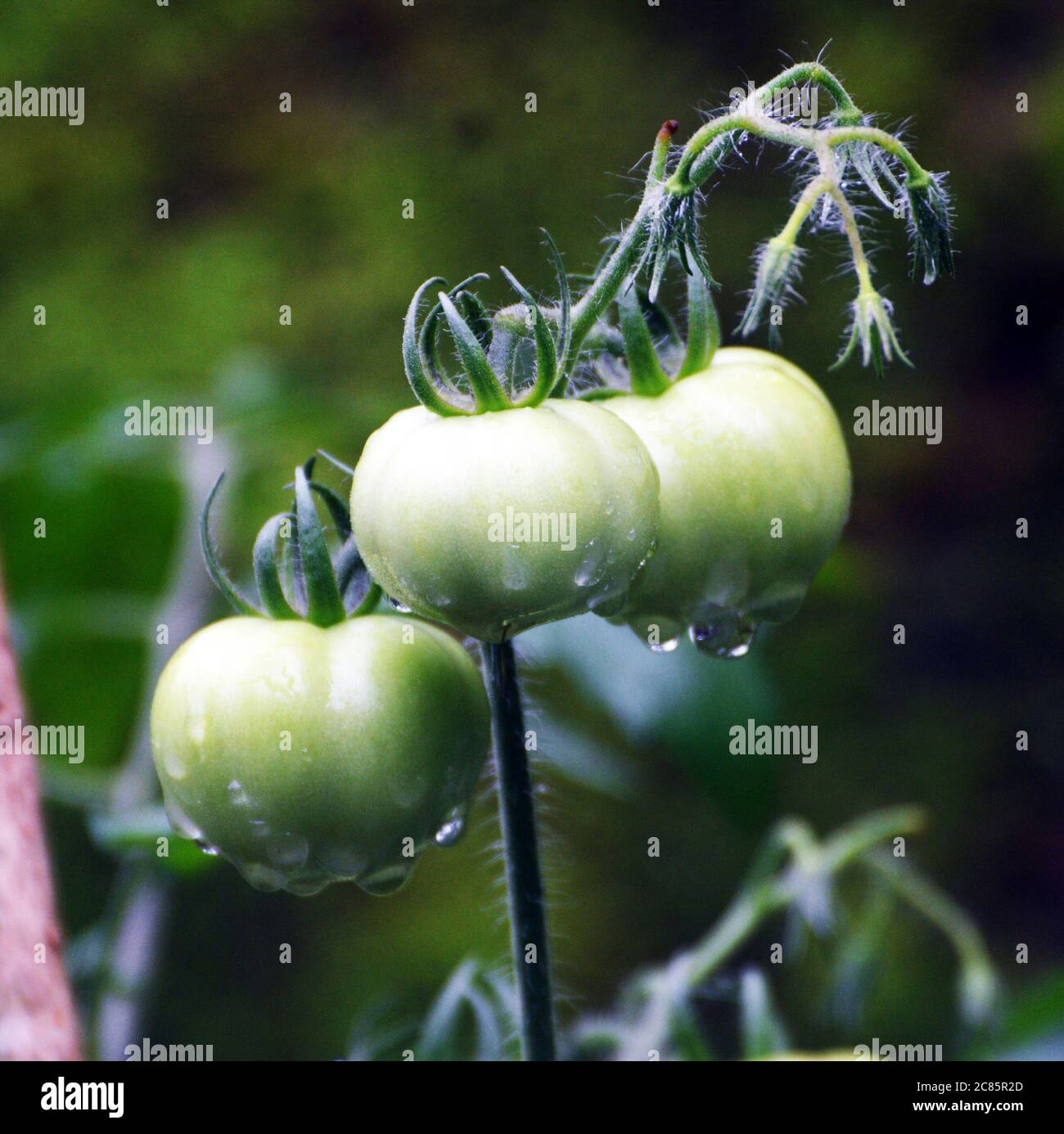 Solanum lycopersicum or Green tomato in morning sunlight with water drops on it Stock Photo