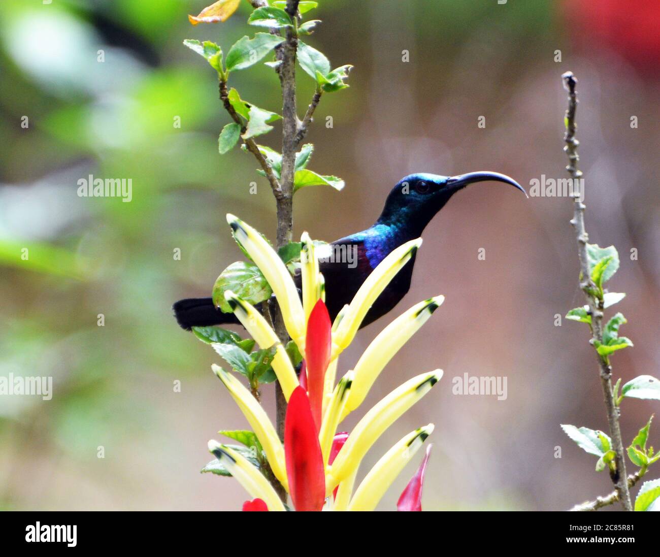 Male Loten's sunbird or Long-billed sunbird Stock Photo