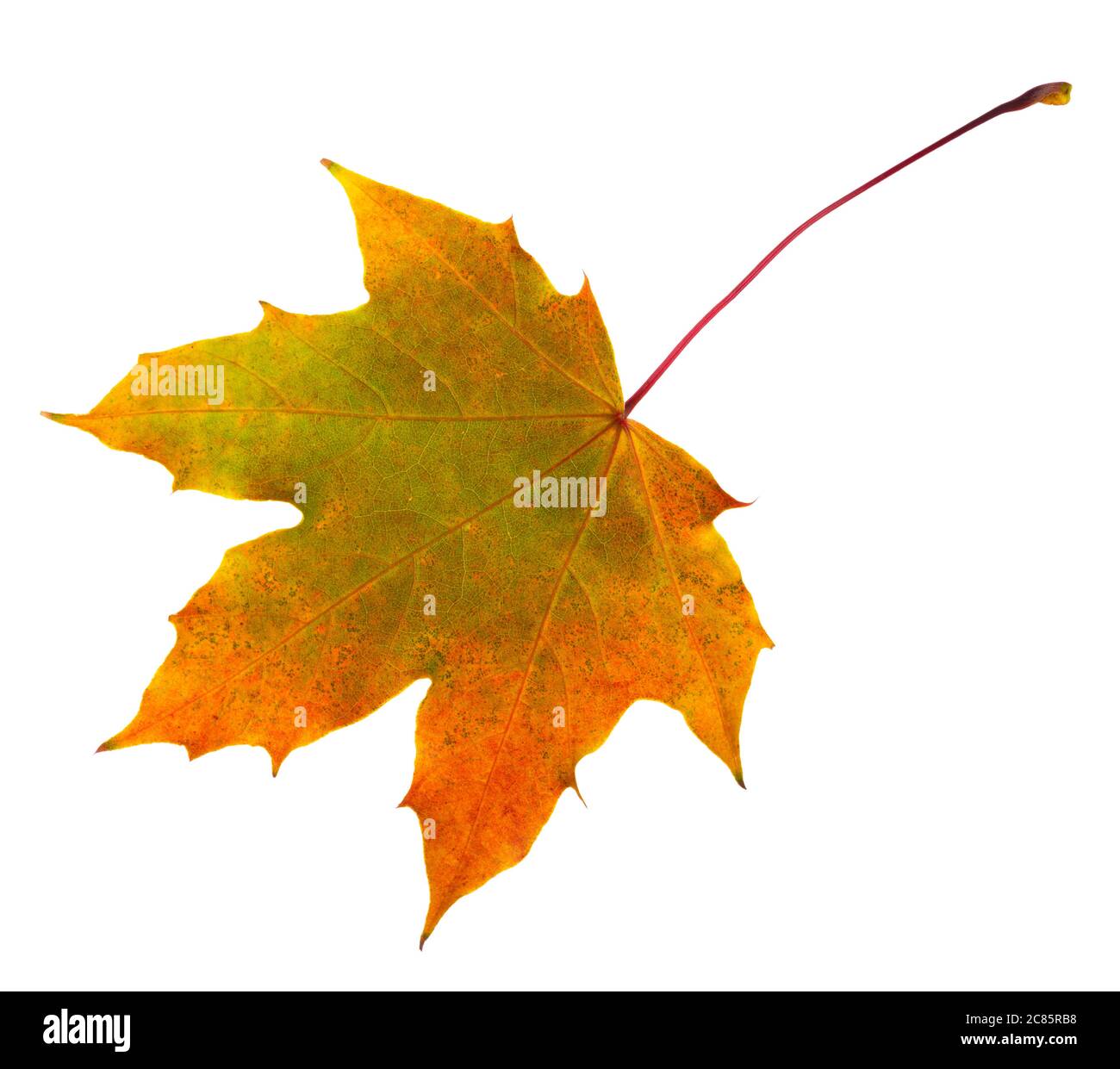 Autumn Maple leaf isolated on white background Stock Photo - Alamy