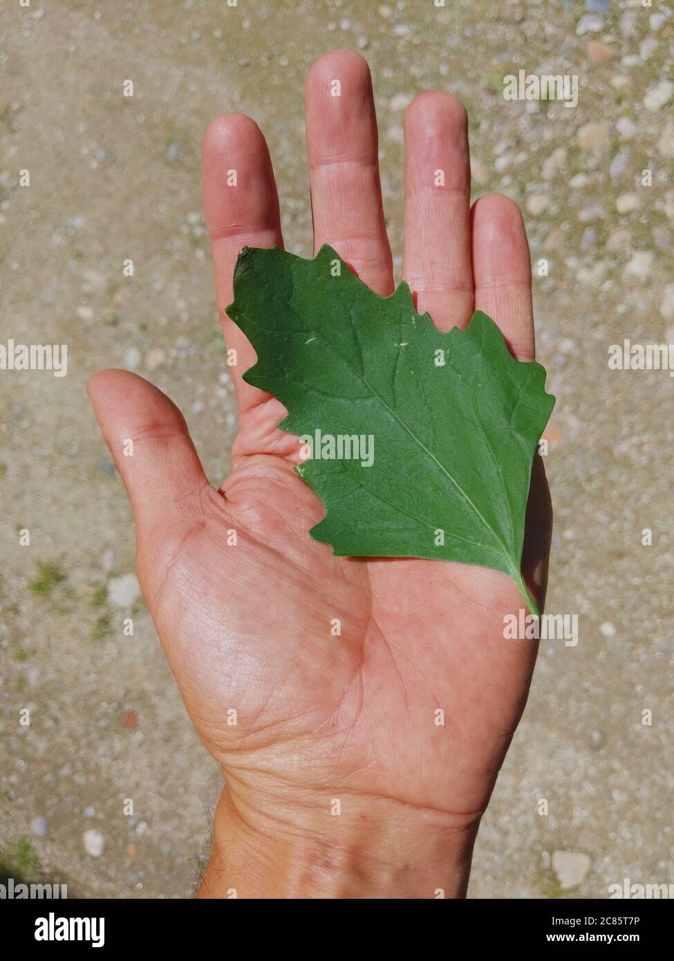 Wild spinach Leaf Stock Photo