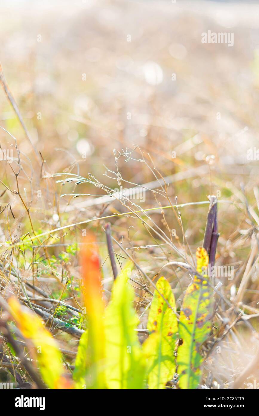 Field plants sunlight nature hi-res stock photography and images - Alamy