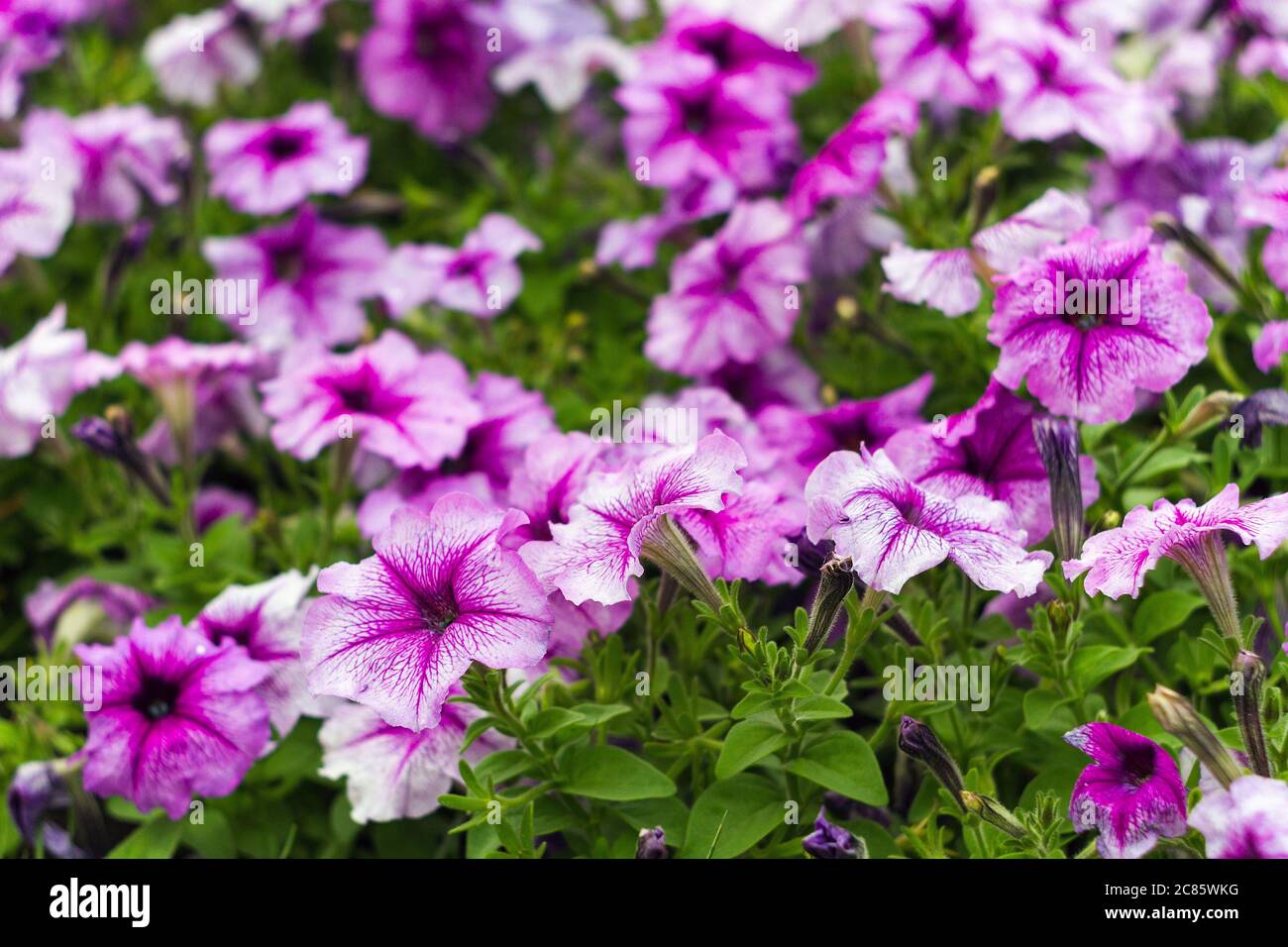 Pink flower Petunia is flowering plants of South American origin Stock Photo